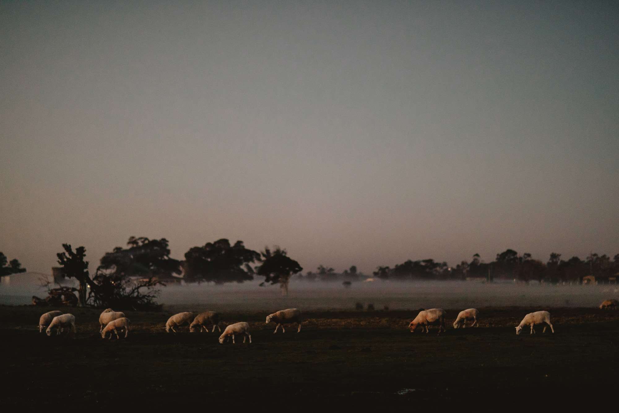 sheep and fog at sunset